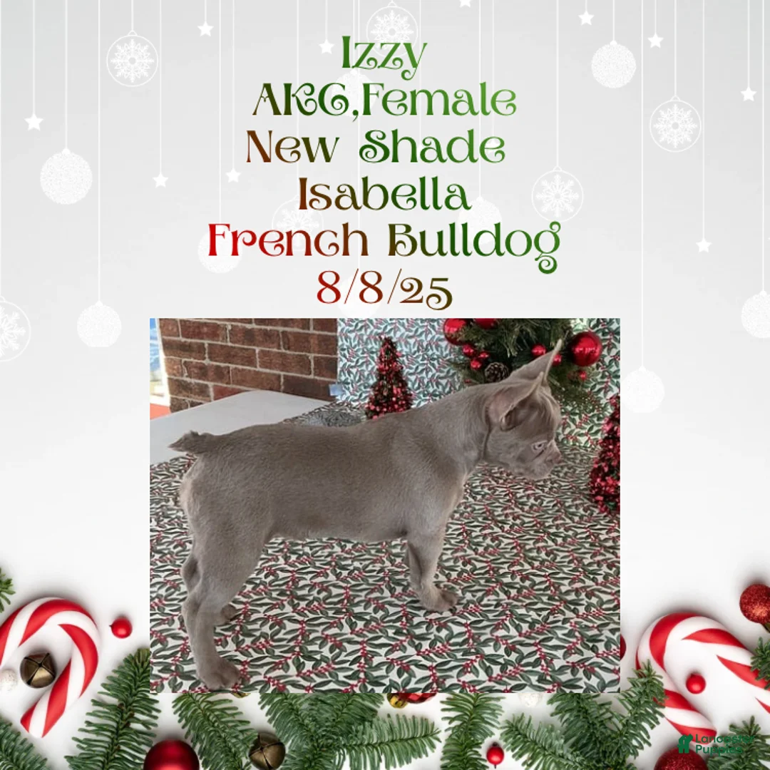 French Bulldog dogs for sale:  “Izzy the Queen: Hazel-Eyed Beauty with Boss Energy & Breeding Potential” - Ad 6