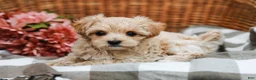 Maltipoo dogs for sale: Callie - Ad 3