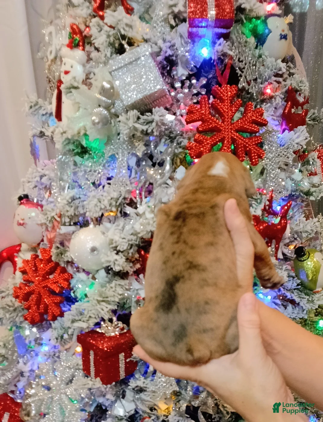 Olde English Bulldogge dogs for sale: Olde English Bulldogge Puppy 5 - Ad 3