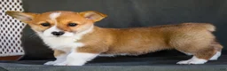 Welsh Corgi Pembroke dogs for sale: Beauty - Ad 1