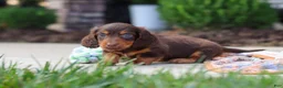 Miniature Dachshund dogs for sale: Everett - Ad 8