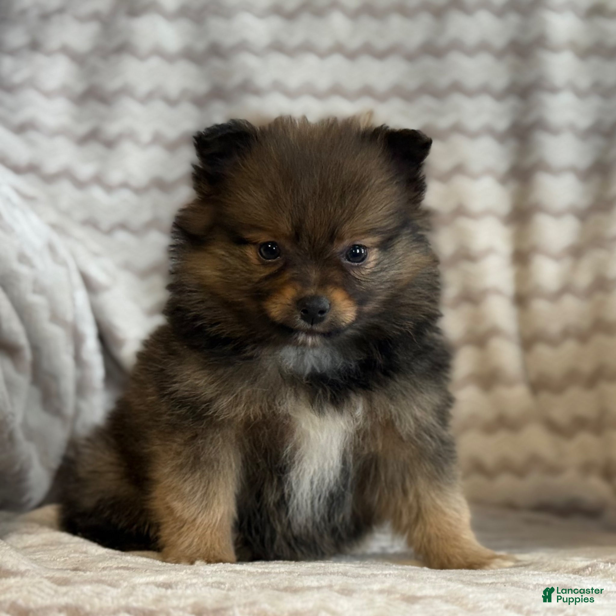 Pomeranian dogs Raven - Ad 2