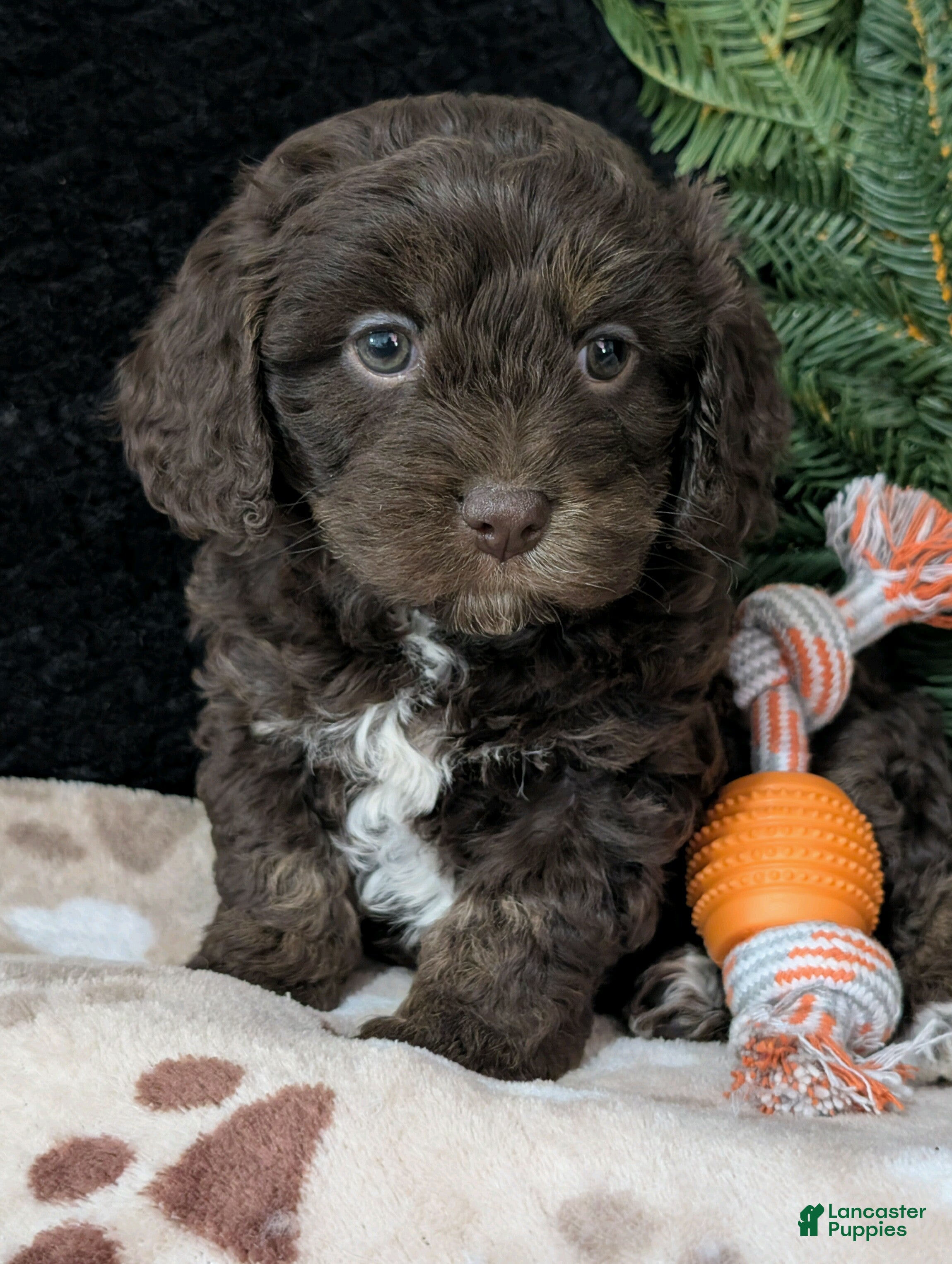 Cavapoo dogs Coco  - Ad 2