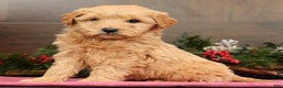 Mini Goldendoodle dogs for sale: Penelope - Ad 2