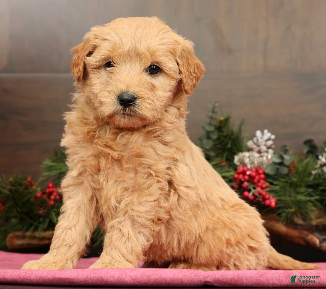 Mini Goldendoodle dogs for sale: Penelope - Ad 2