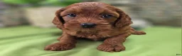 Cockapoo dogs for sale: Prada - Ad 9