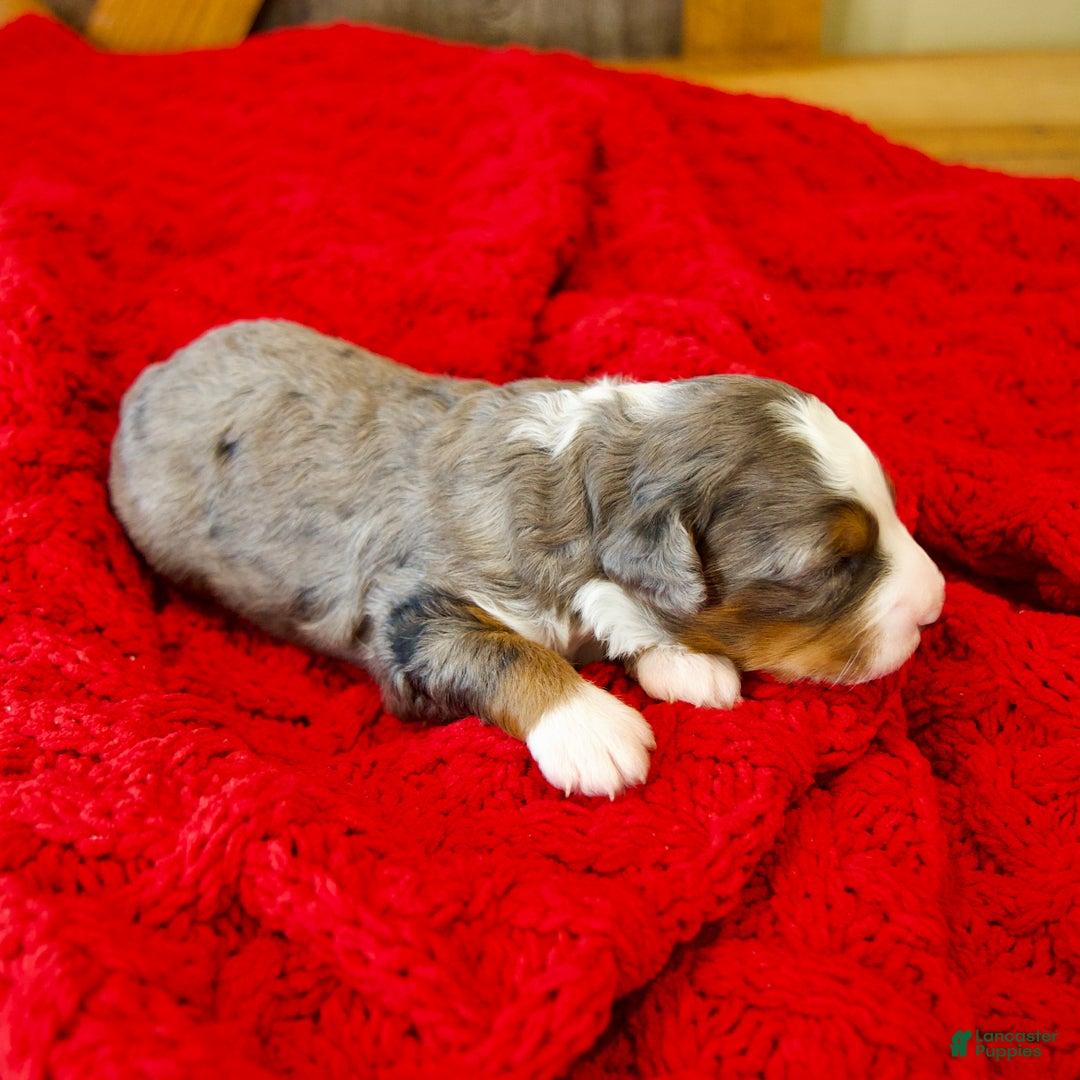 Mini Bernedoodle dogs for sale: Glory Girl - Ad 10