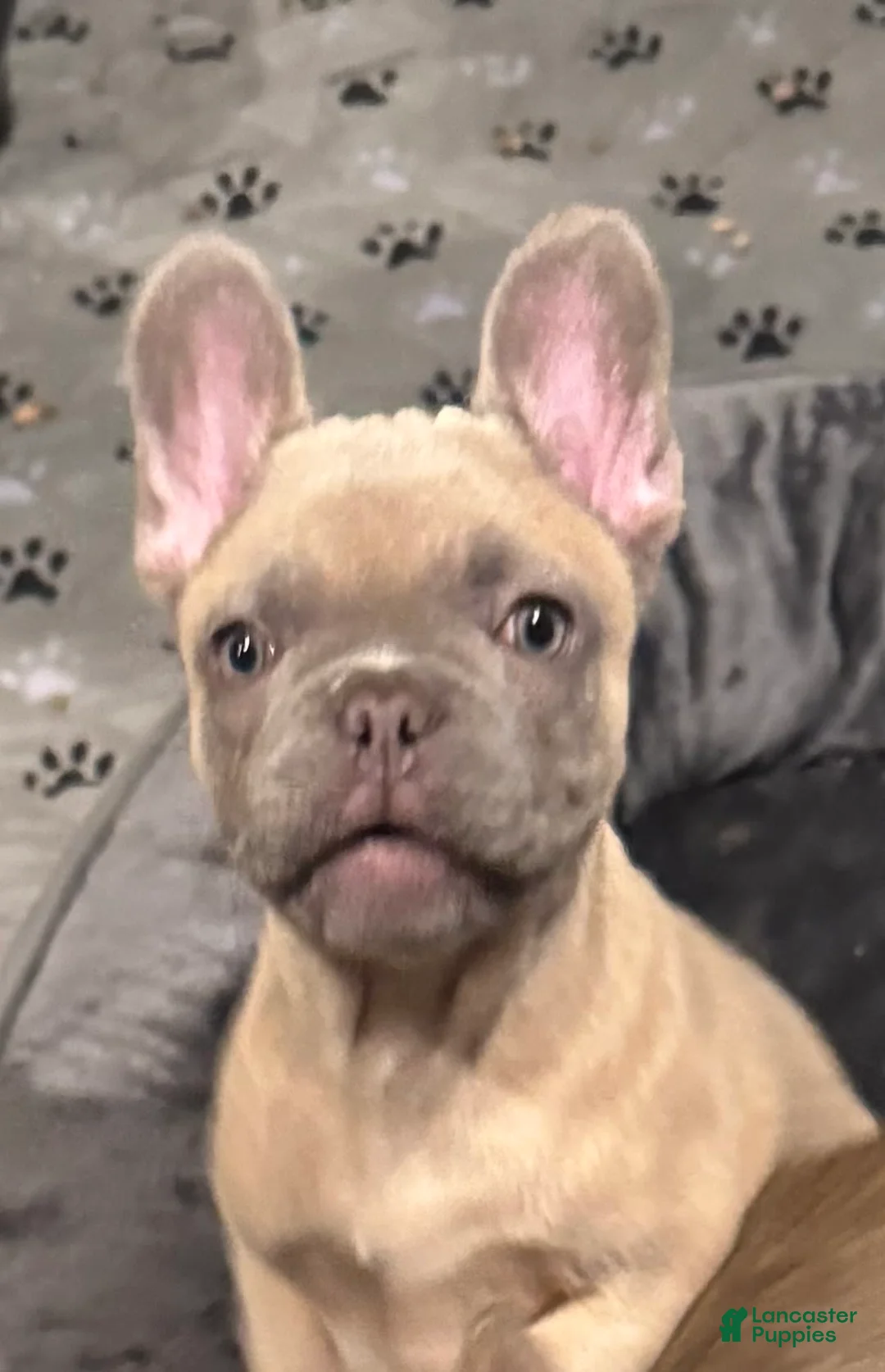 French Bulldog dogs for sale: Zina - Ad 3
