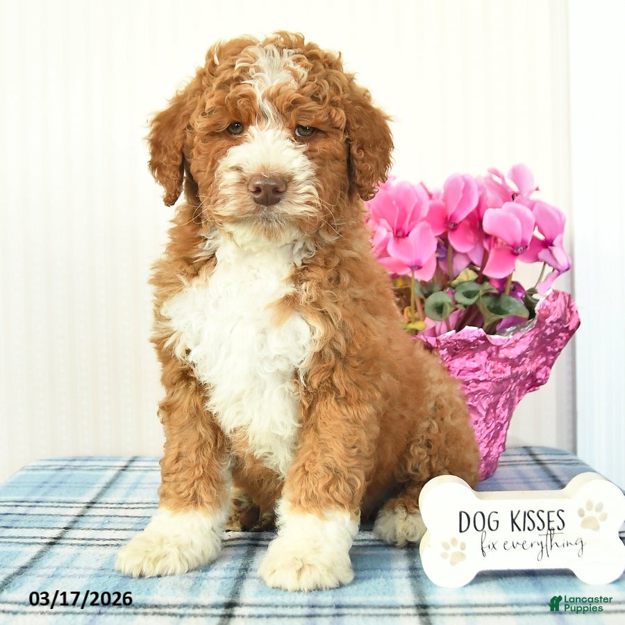 Miniature Poodle dogs Buster - Ad 2