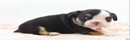 Mixed Breed dogs for sale: Princess  - Ad 4