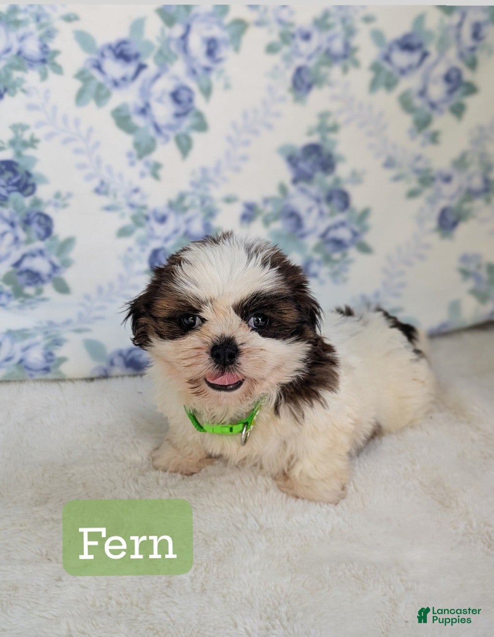 Shih Tzu dogs Fern  - Ad 1