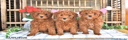 Mini Goldendoodle dogs for sale: Peggy - Ad 5