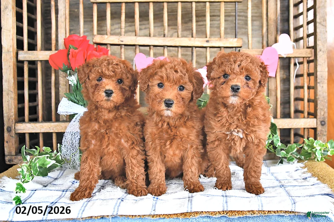 Mini Goldendoodle dogs for sale: Peggy - Ad 5