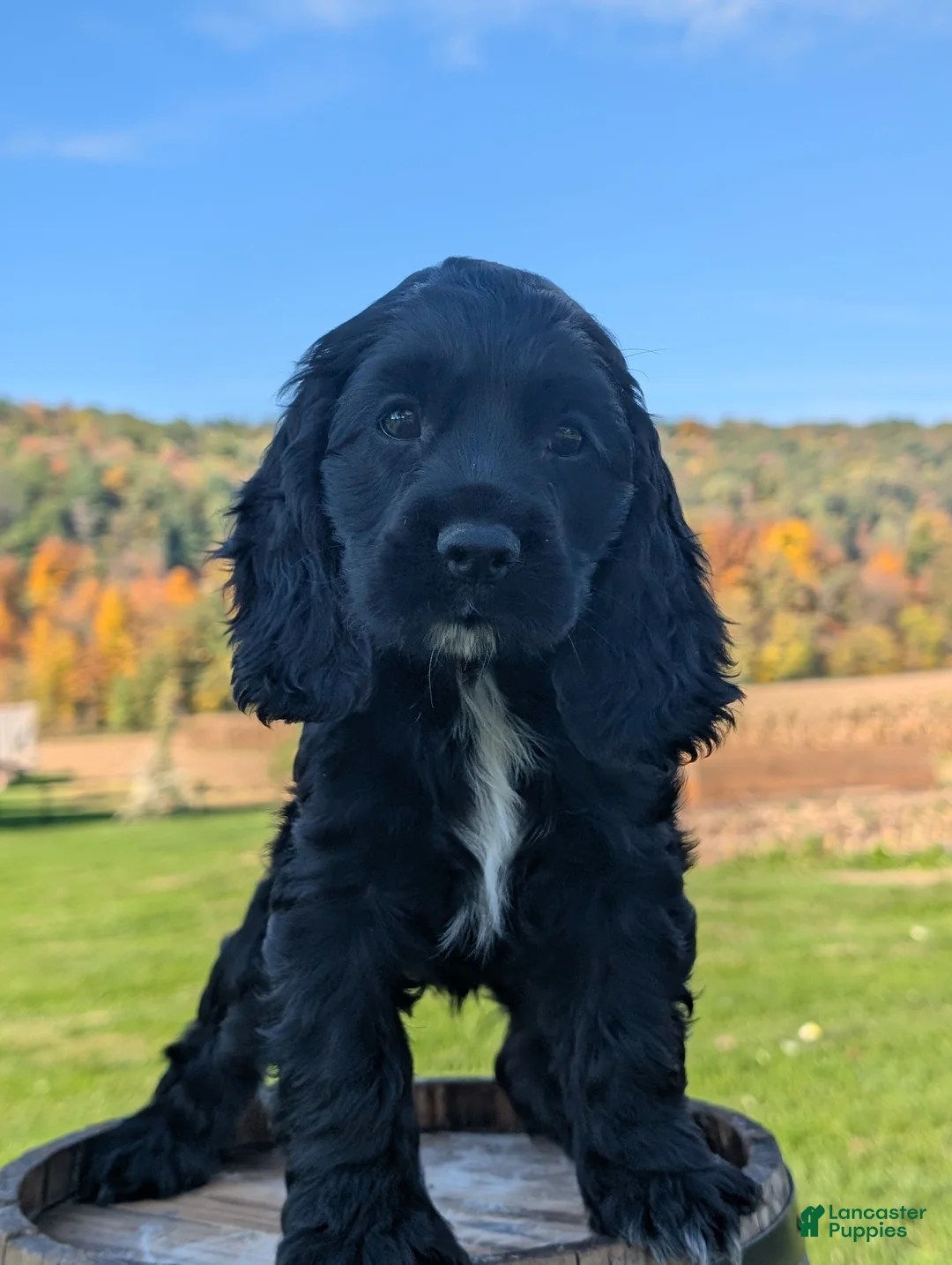 Cocker Spaniel dogs for sale: Cailey - Ad 1