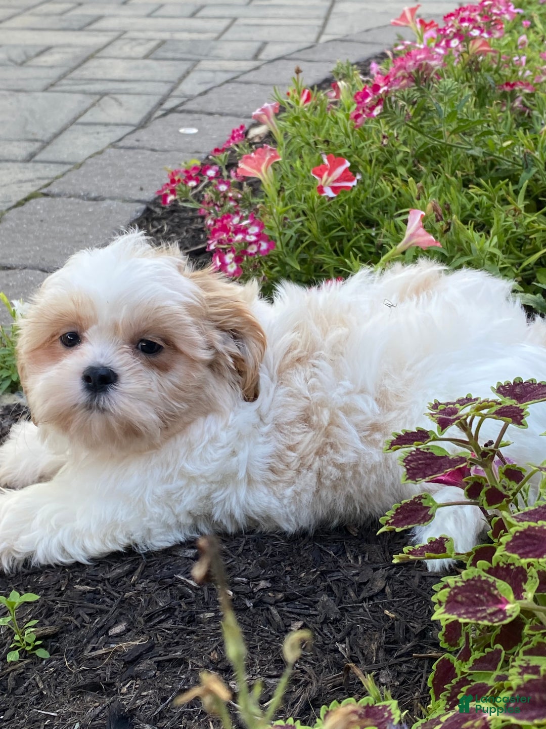 Shih Tzu dogs for sale: Skittles  - Ad 13