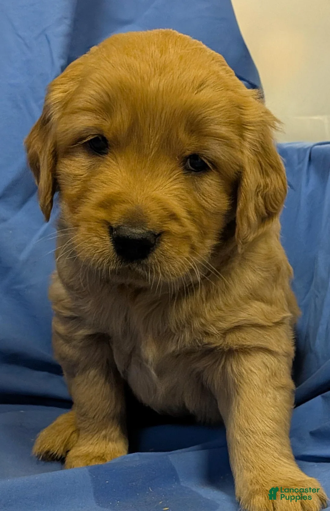 Golden Retriever dogs for sale: Teddy - Ad 1