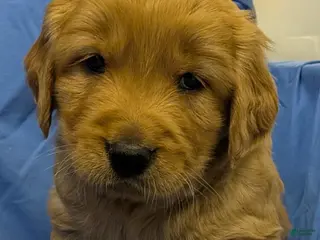 Golden Retriever dogs for sale: Teddy - Ad 1