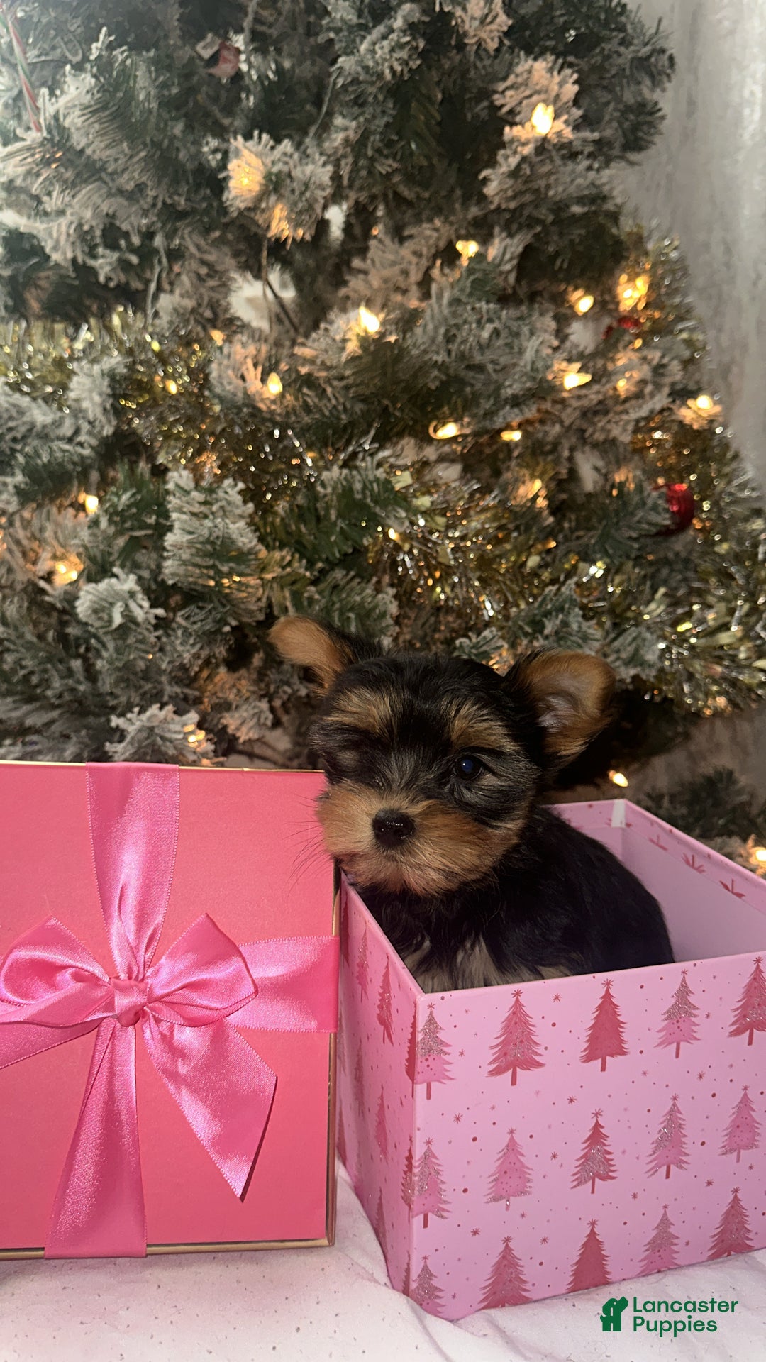 Yorkshire Terrier dogs for sale: Barbie - Ad 5