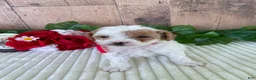Mini Goldendoodle dogs for sale: Miss Waffle - Ad 6