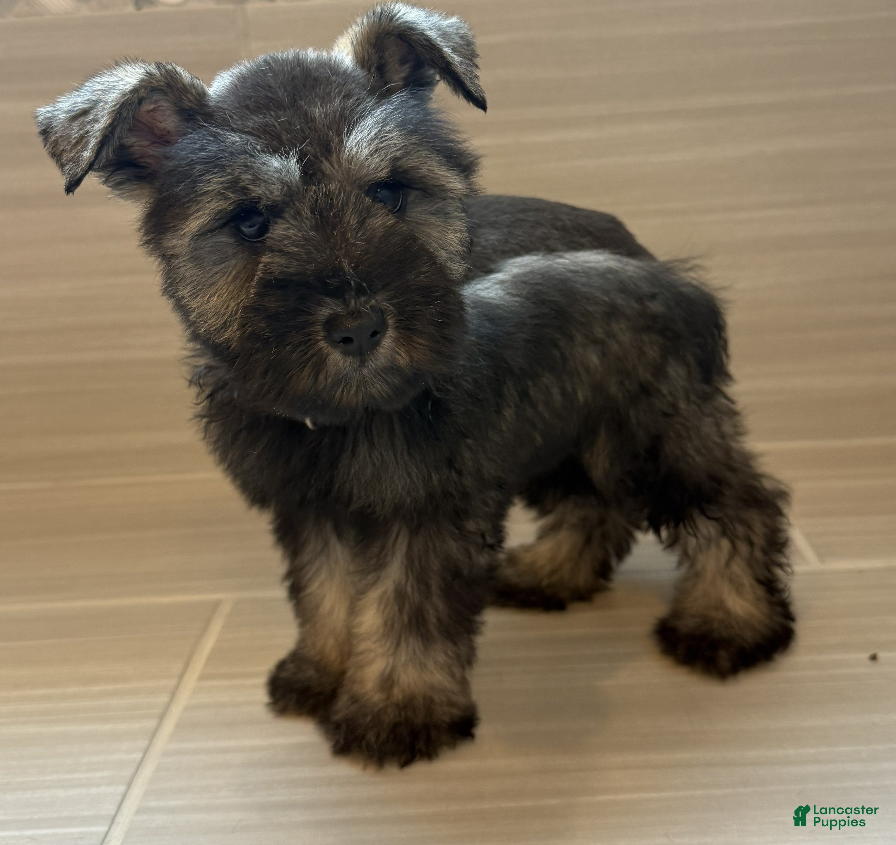 Miniature Schnauzer dogs Jessie - Ad 2
