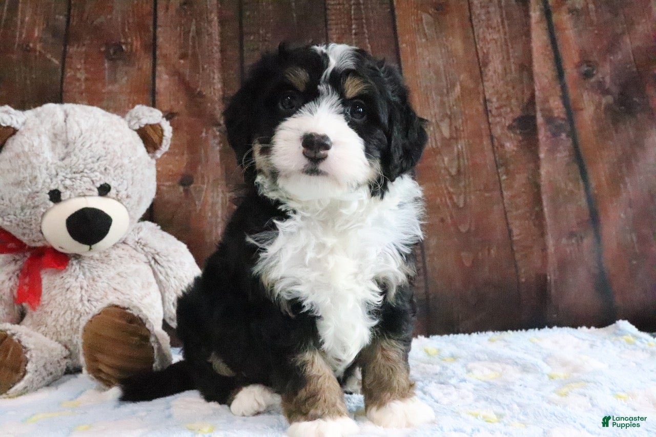 Mini Bernedoodle dogs Jingle - Ad 2