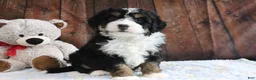 Mini Bernedoodle dogs for sale: Jingle - Ad 2
