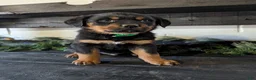 Rottweiler dogs for sale: Brent - Ad 8