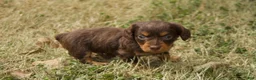 Dachshund dogs for sale: Milo - Ad 1