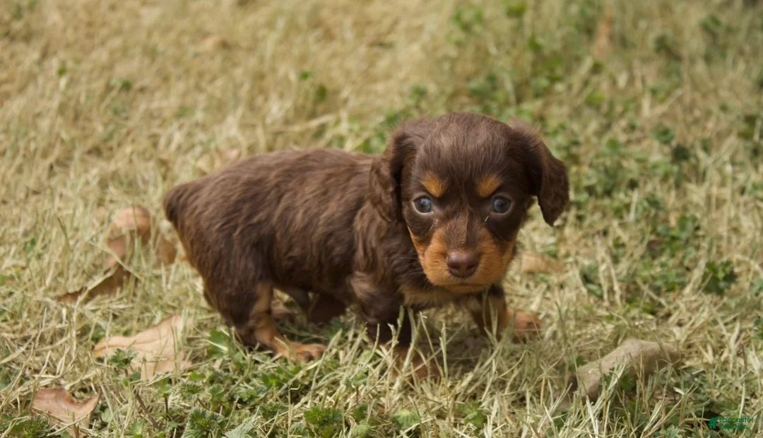 Dachshund dogs for sale: Milo - Ad 1