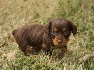 Dachshund dogs Milo - Ad 8