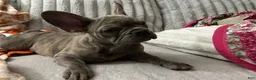 French Bulldog dogs for sale: French Bulldog 2 - Ad 2