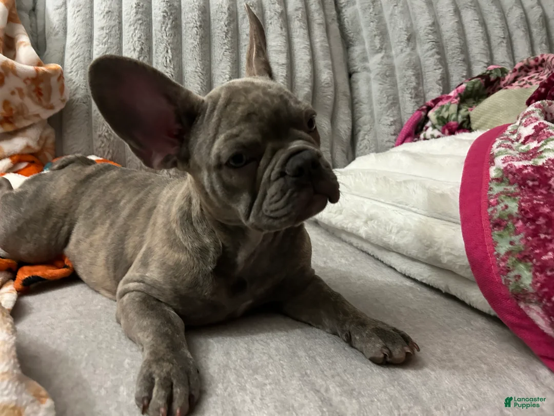 French Bulldog dogs for sale: French Bulldog 2 - Ad 2