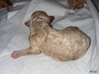 Mixed Breed dogs - Ad 31