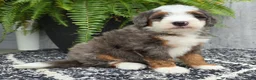 Mini Bernedoodle dogs for sale: Mini Remi - Ad 4
