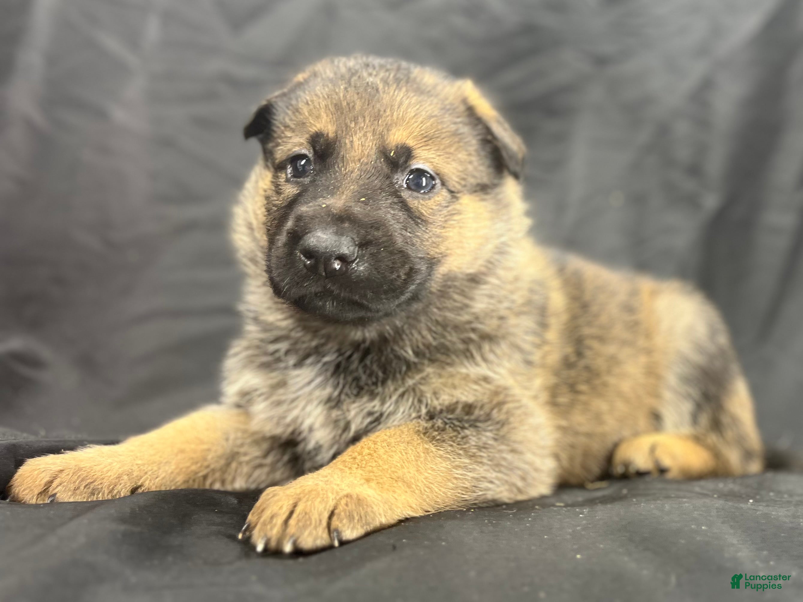 German Shepherd dogs Willow - Ad 1