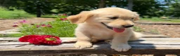 Golden Retriever dogs for sale: Jasper - Ad 9