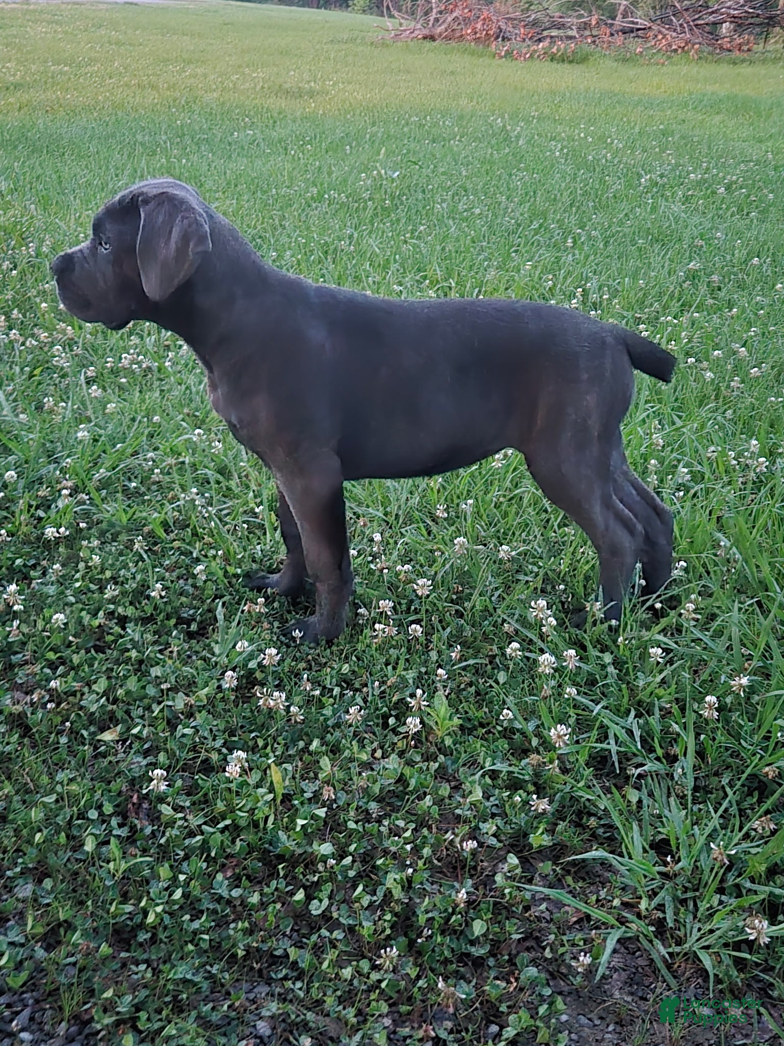 Cane Corso dogs Cane Corso Puppy 1 - Ad 2