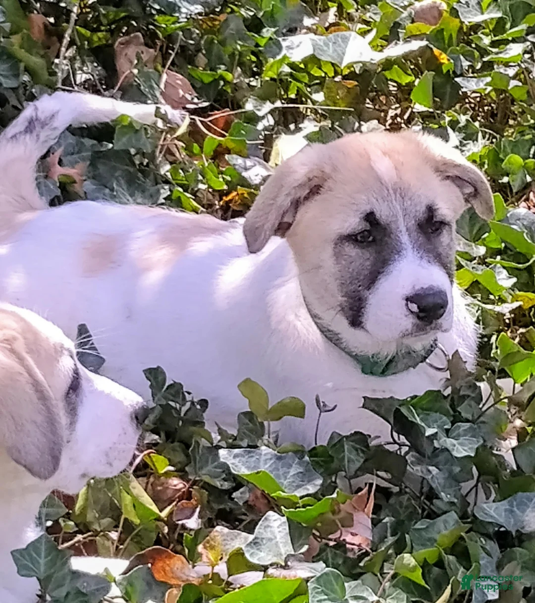 Mixed Breed dogs for sale: BABY JoJo Great Pyrenees (German Shepherd Puppies)  - Ad 2