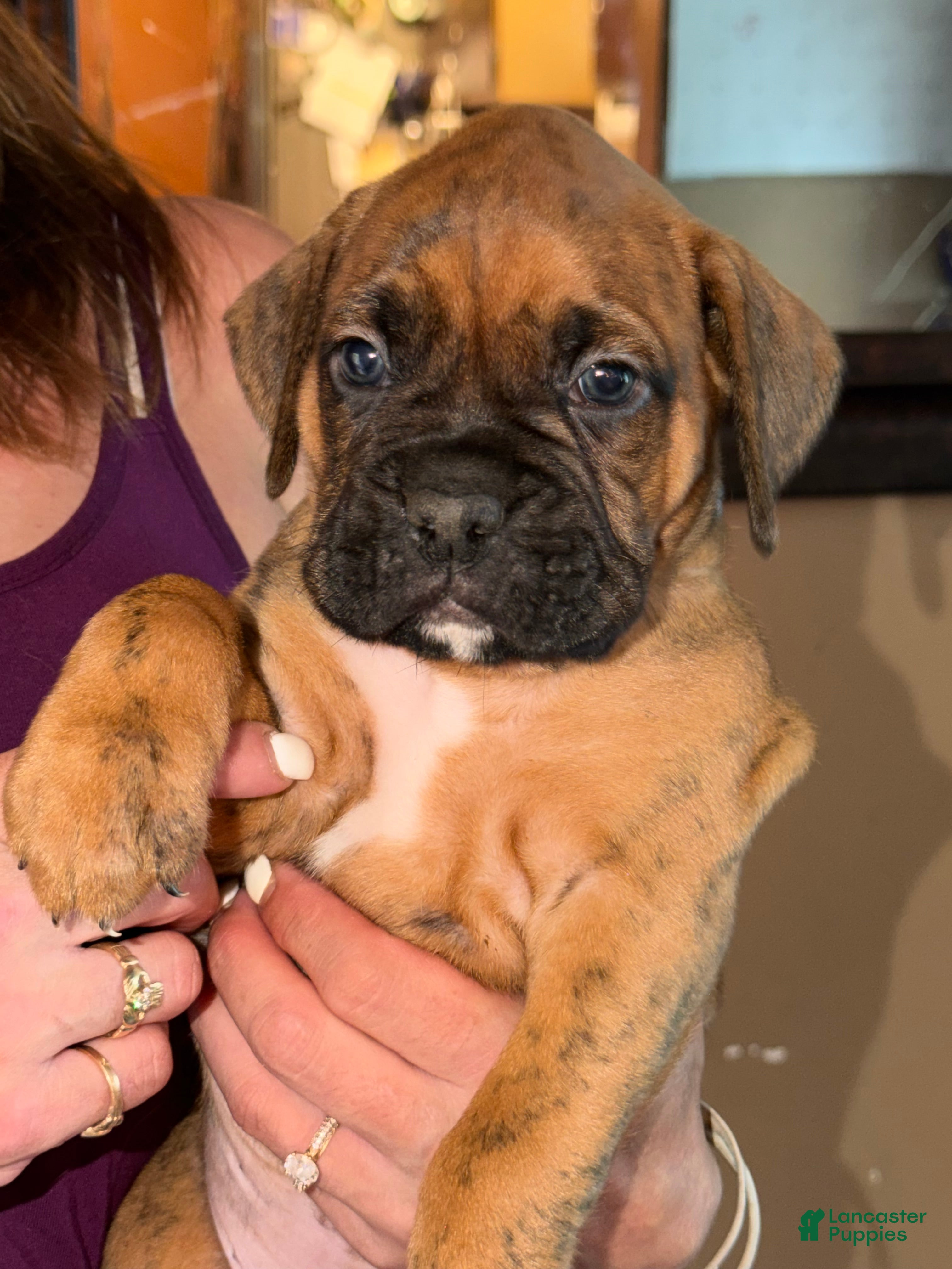 Boxer dogs Grey collar boy - Ad 30