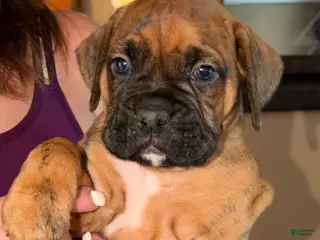 Boxer dogs Grey collar boy - Ad 30