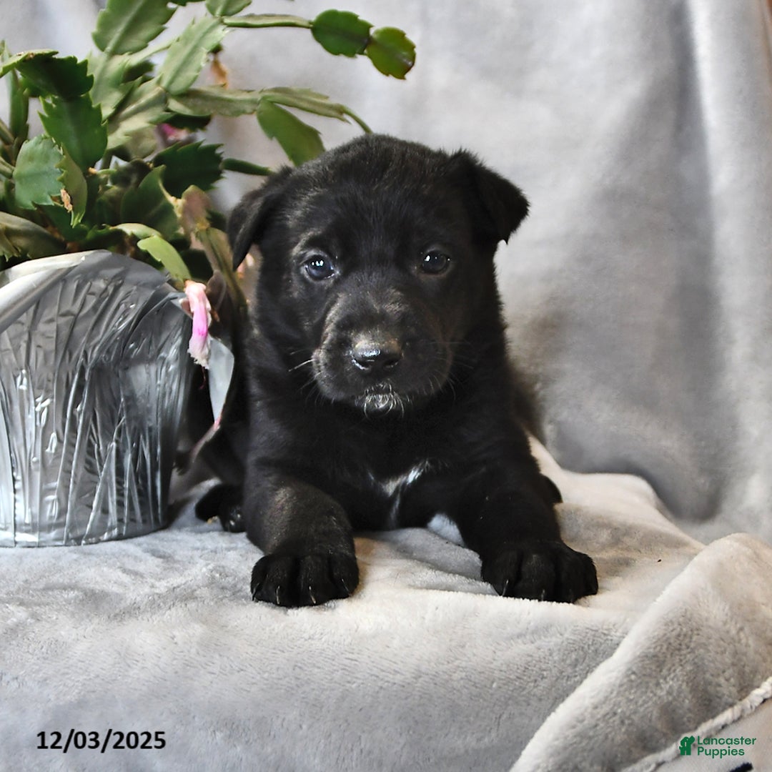 Mixed Breed dogs for sale: Poinsettia - Ad 2