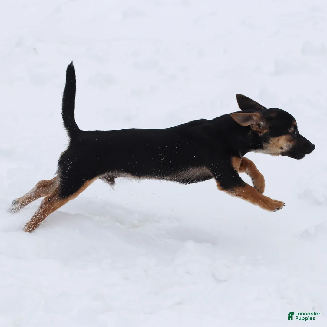 Chihuahua dogs for sale: Preston - Ad 5