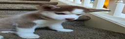 Pomsky dogs for sale: charlotte - Ad 4