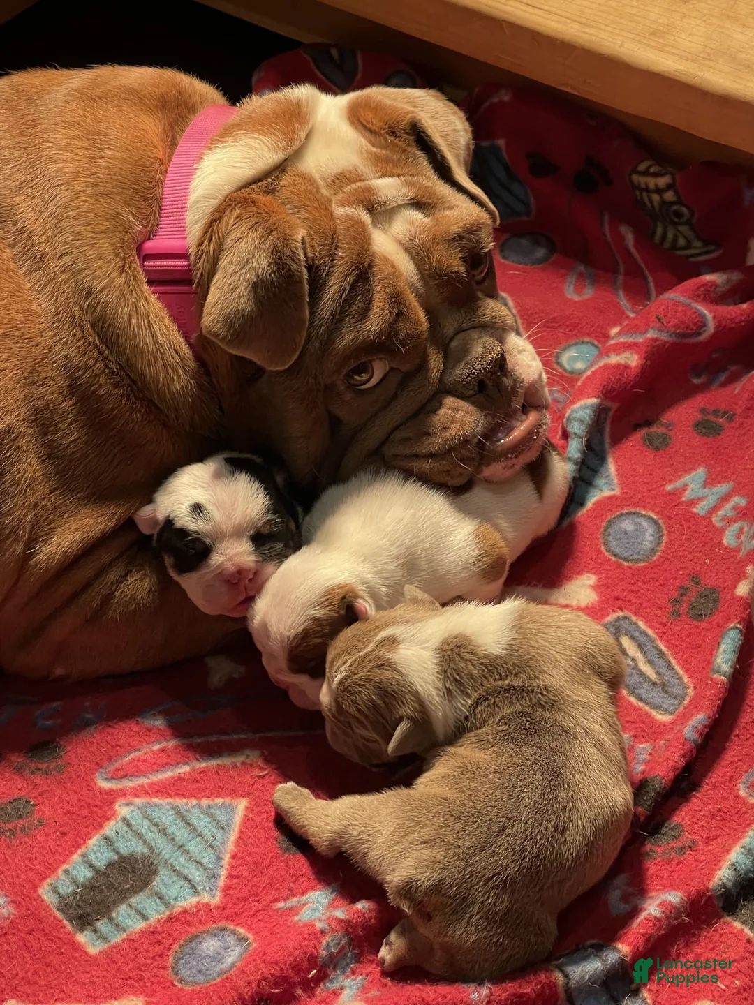 Gallery Image {{count}}