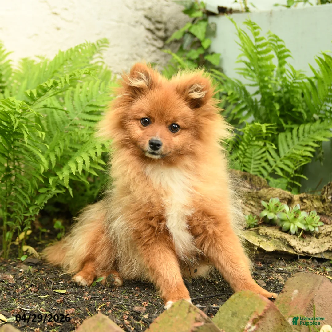 Pomeranian dogs for sale: Rascal - Ad 2