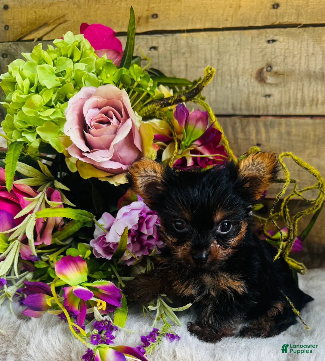 Yorkshire Terrier dogs for sale: Roxie - Ad 2