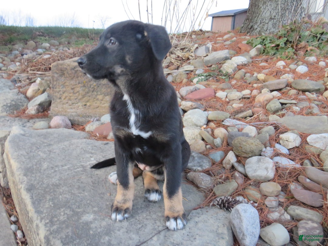 German Shepherd dogs for sale: Harper - Ad 2