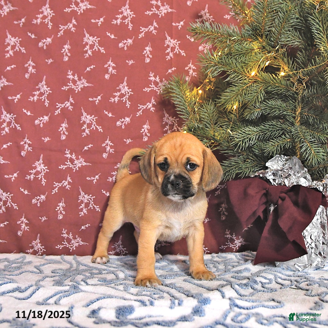 Puggle dogs for sale: Joey - Ad 2