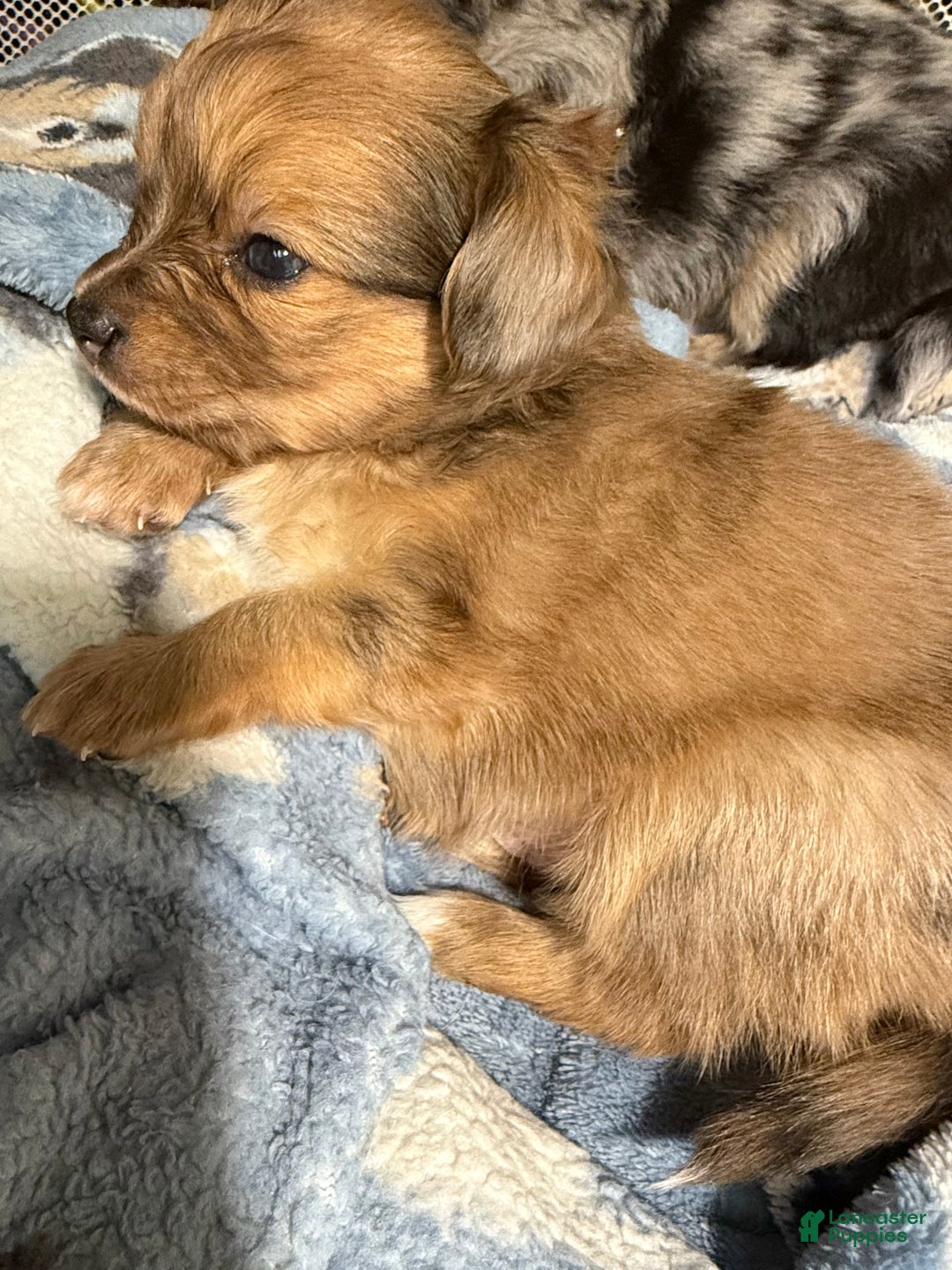 Mixed Breed dogs for sale: Chihuahua male brown Merle choin/papillon - Ad 11