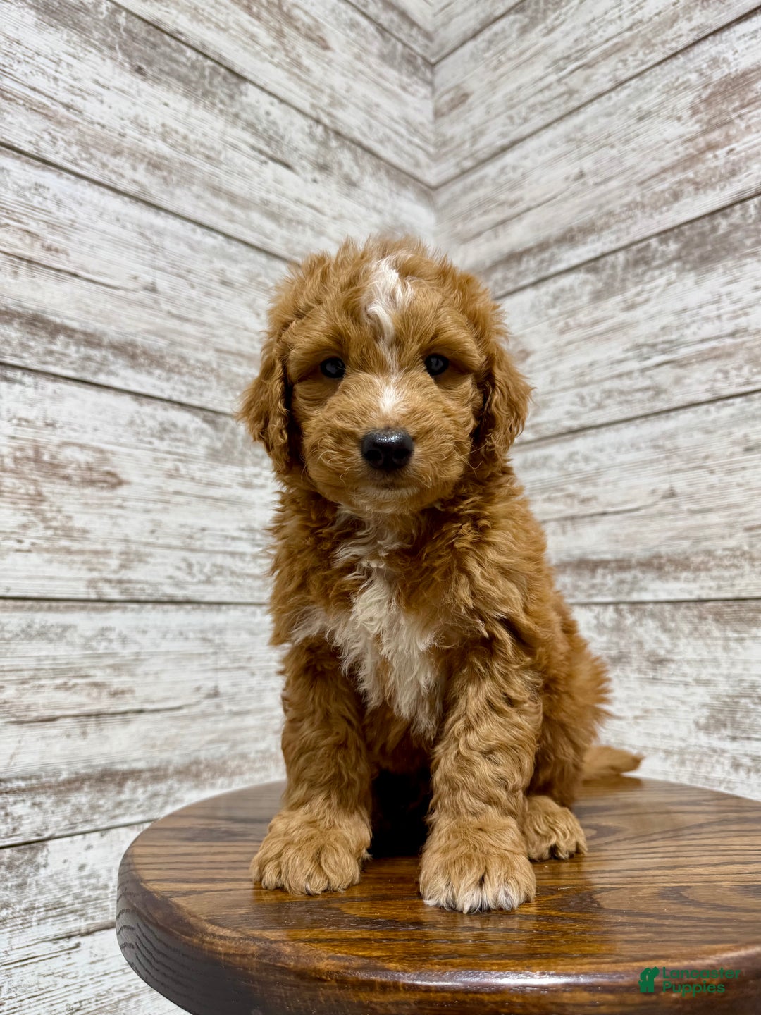 Mini Goldendoodle dogs for sale: Cole - Ad 7